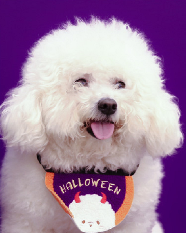 Nico Artisan Keycap: A Bichon Frisé Artisan Keycap